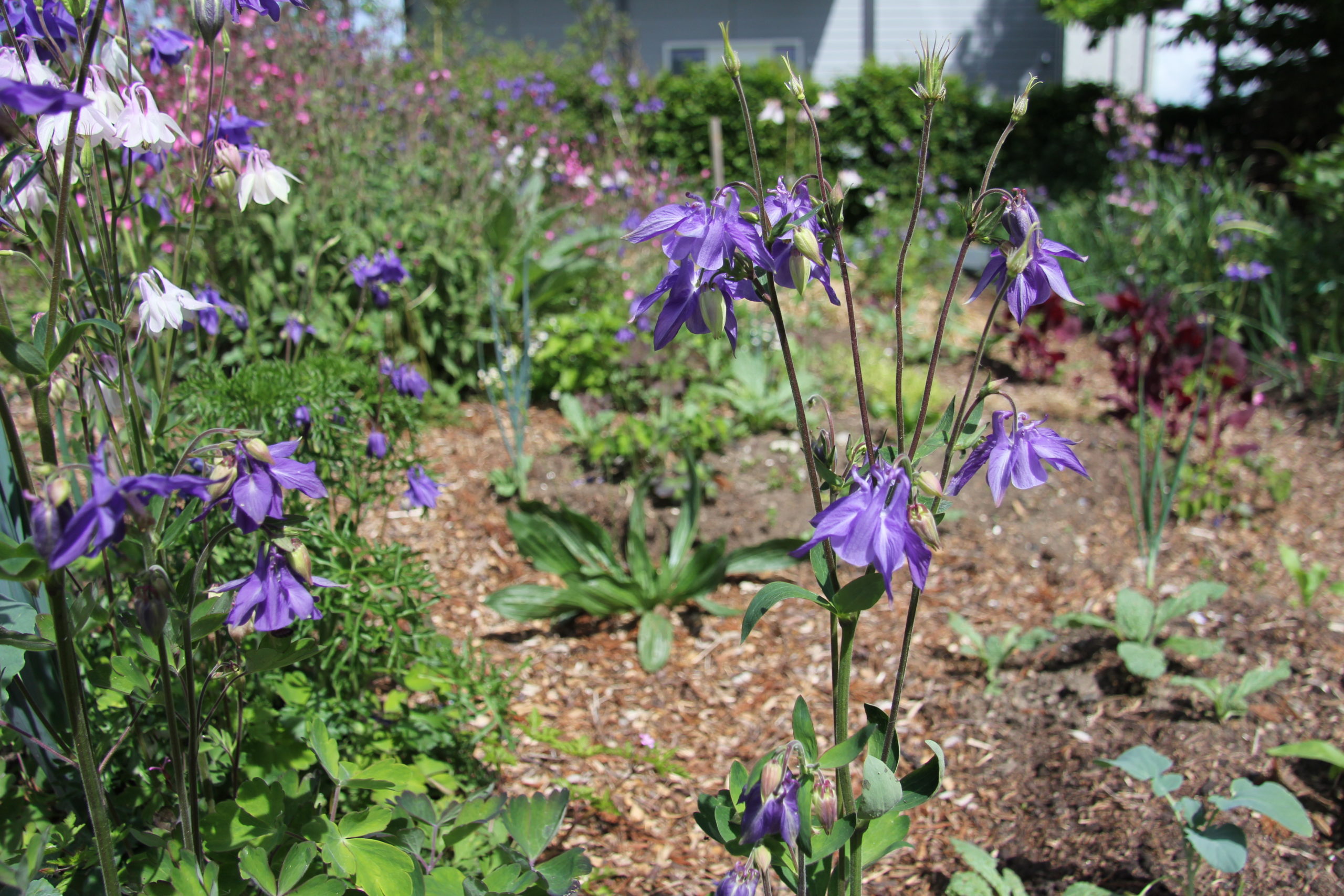 Garten_Akelei_Naturgarten Baumfründ