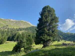 Arve im Engadin